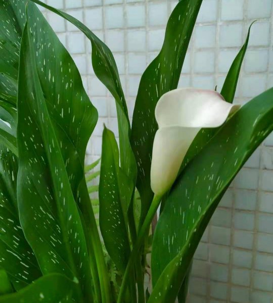 马蹄莲怎么养啊