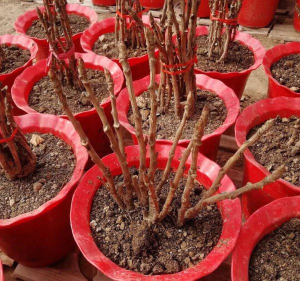阳台牡丹花盆栽家养方法