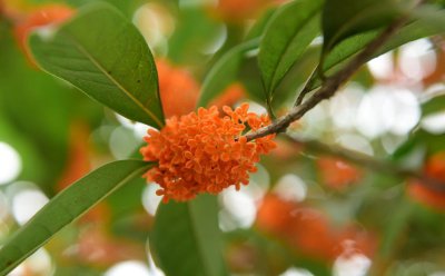 桂花中最好的品种是什么 描述桂花品种大全介绍