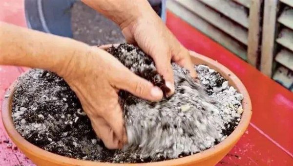 家里适合养多肉吗