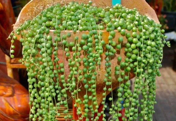 家里适合养多肉吗