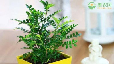 清香木盆栽怎么养 清香木种植方法和注意事项