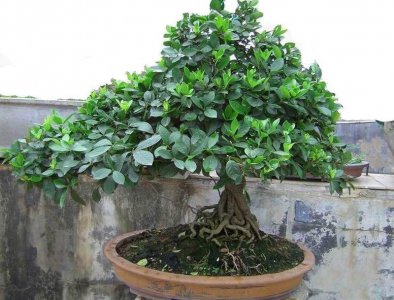 栀子花盆栽怎么养 栀子花养护的正确方法