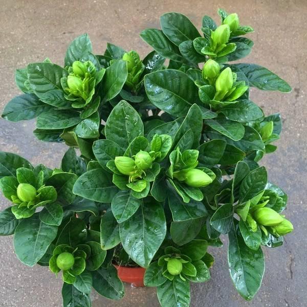 栀子花盆栽怎么养