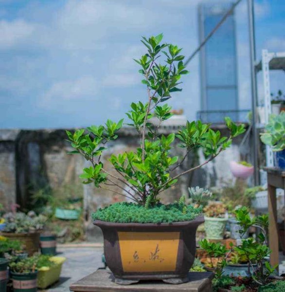 栀子花盆栽怎么养