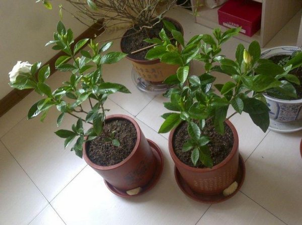 栀子花盆栽怎么养