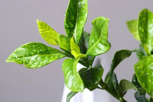 栀子花盆栽怎么养