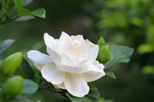 栀子花盆栽怎么养