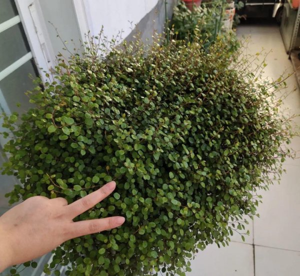 吊兰花都有哪些品种