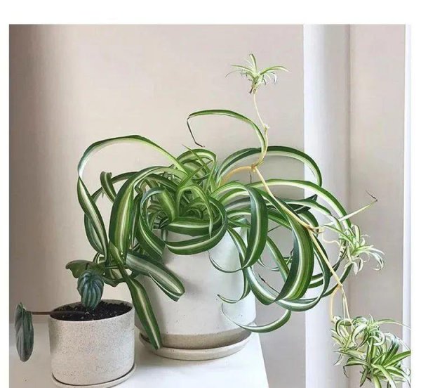 吊兰花都有哪些品种