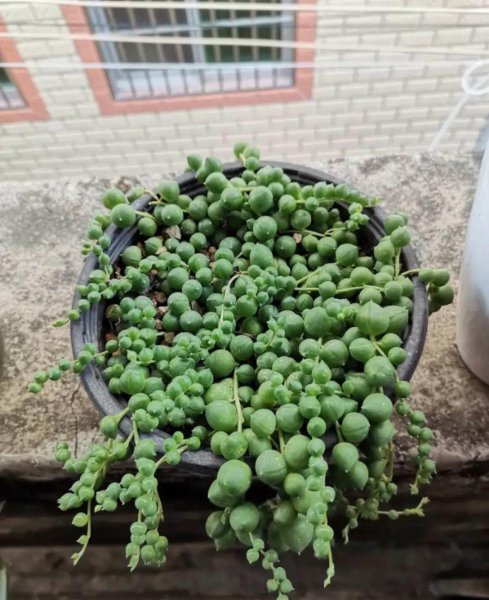 吊兰花都有哪些品种