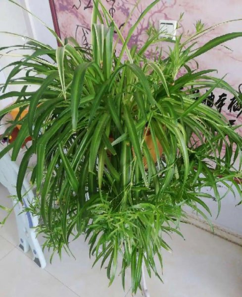 吊兰花都有哪些品种
