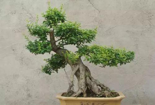 盆栽冬青怎么养才对