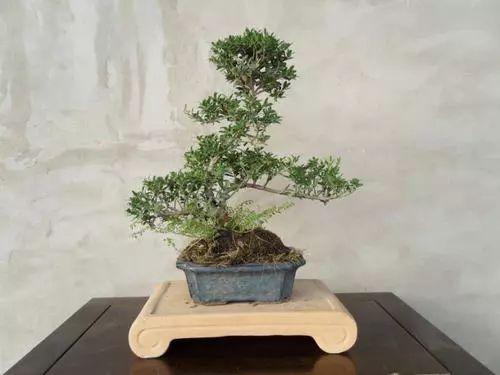 盆栽冬青怎么养才对