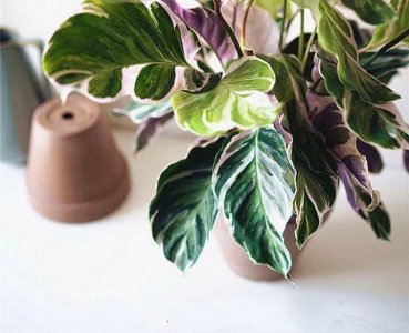 哪种竹芋适合新手养 盘点十种好养的竹芋品种