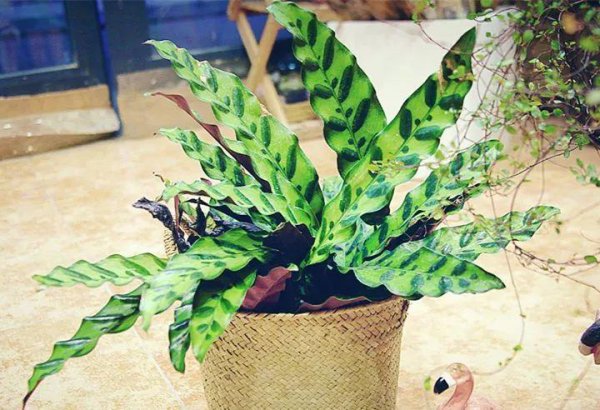 哪种竹芋适合新手养
