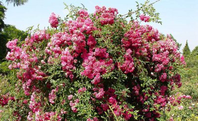 花灌木有哪些品种 九种常见灌木图片名称