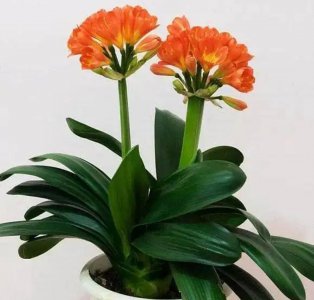 在家里种什么花最好 家庭养殖花卉品种大全