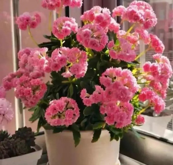 在家里种什么花最好