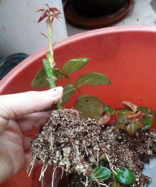 月季花的繁殖方法及图片