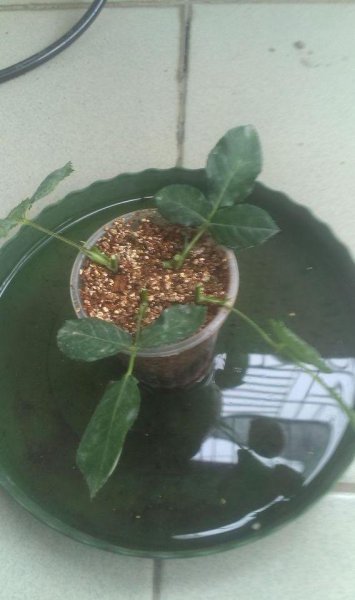 月季花的繁殖方法及图片