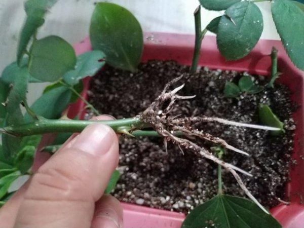 月季花的繁殖方法及图片