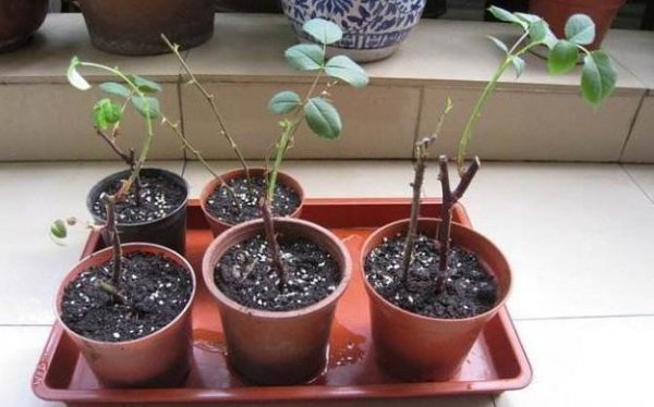 月季花的繁殖方法及图片