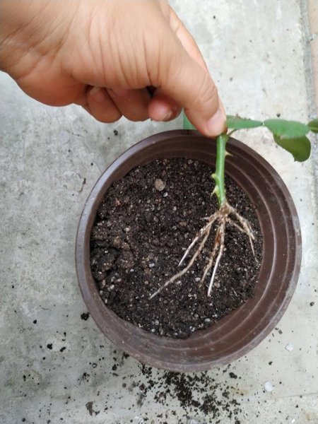 月季花的繁殖方法及图片