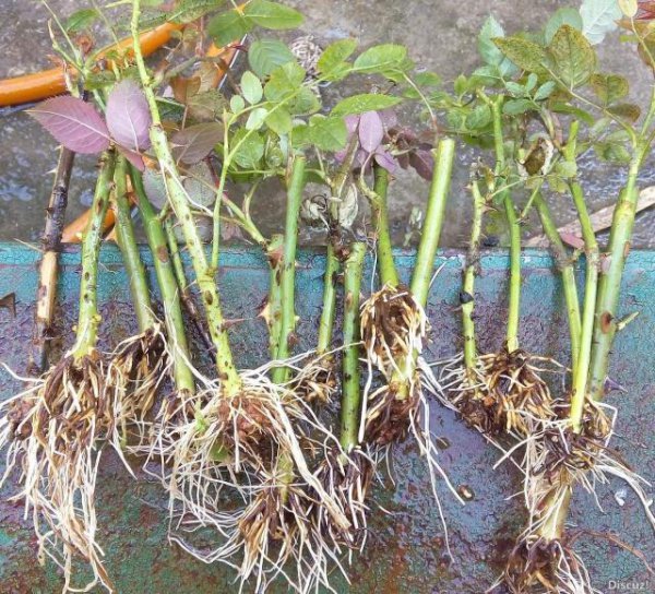 月季花的繁殖方法及图片
