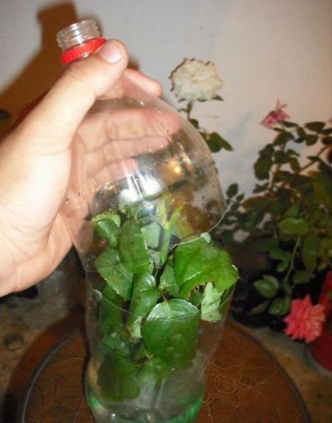 月季花的繁殖方法及图片