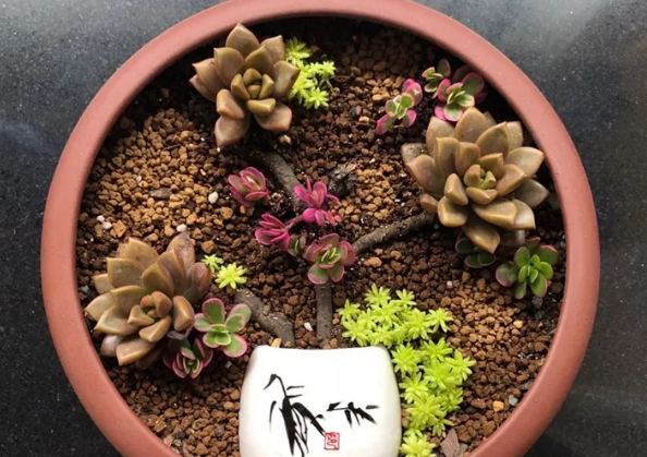 多肉造型盆景图片欣赏