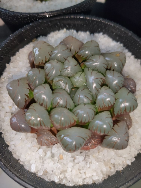 常见多肉图谱有哪些