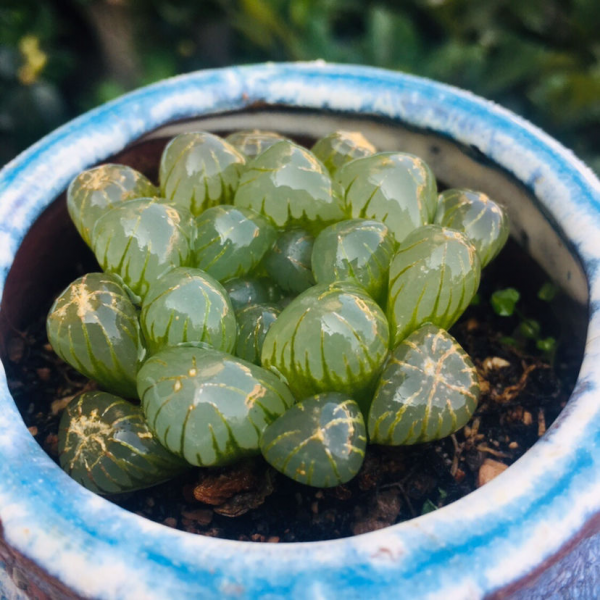 常见多肉图谱有哪些