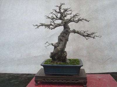 白蜡盆景适合家里养吗 盆景白蜡的养殖方法讲解