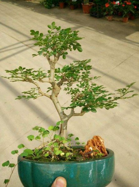 白蜡盆景适合家里养吗