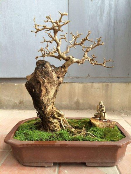 白蜡盆景适合家里养吗