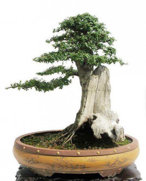 白蜡盆景适合家里养吗
