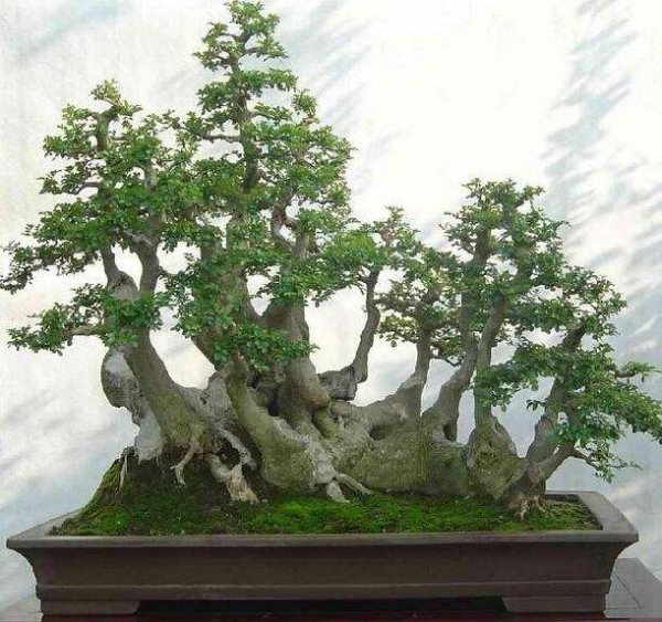 白蜡盆景适合家里养吗