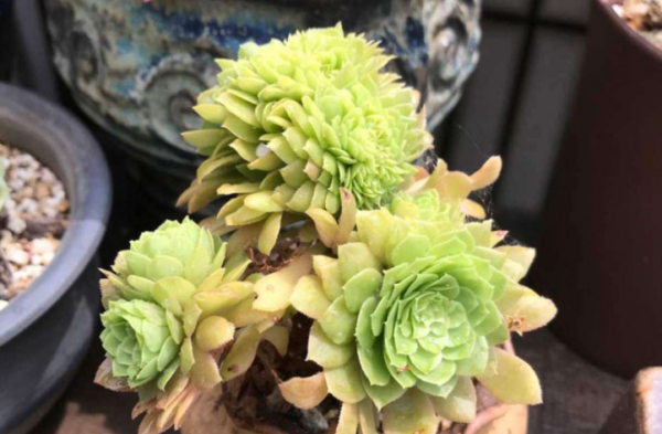 法师哪个品种最漂亮