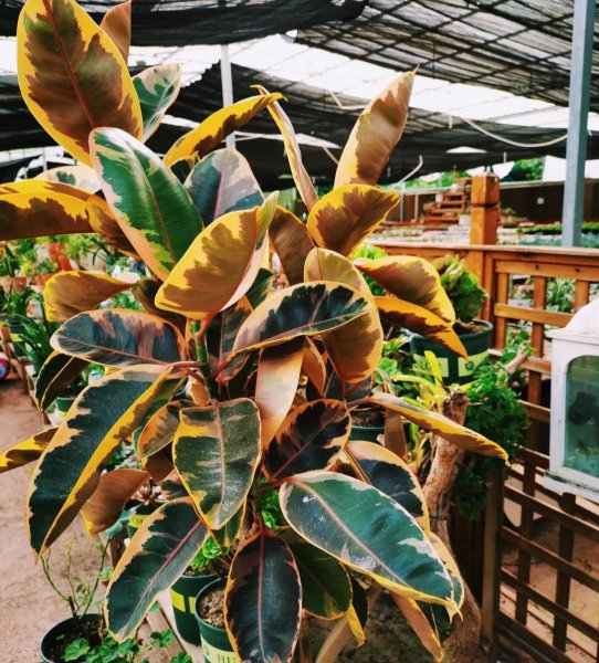 常绿盆栽植物有哪些