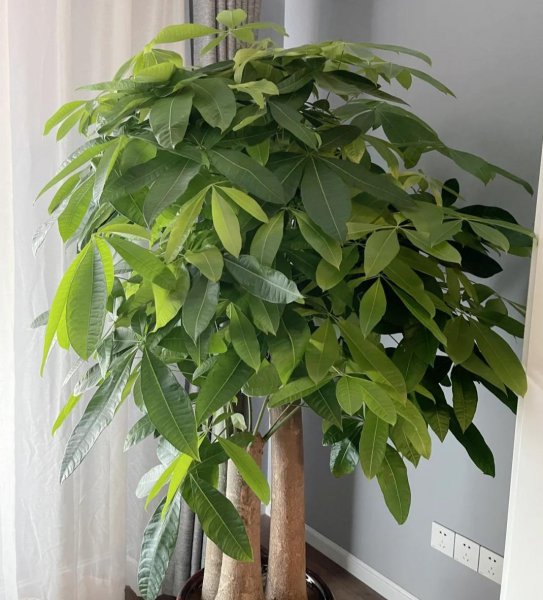 常绿盆栽植物有哪些