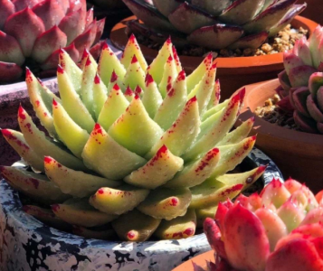 多肉植物怎么养 新手养多肉的方法和技巧