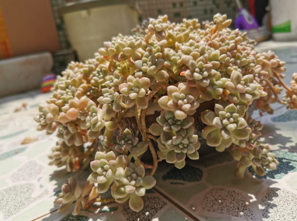 多肉植物怎么养