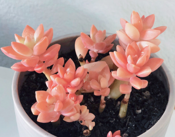 多肉植物怎么养