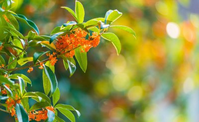 常见绿化用花卉品种有哪些 园林绿化常用花卉推荐