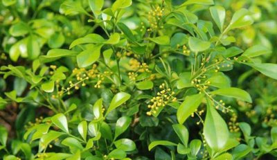 米兰花怎样养又粗又壮 盆栽米兰花的养殖方法和注意事项
