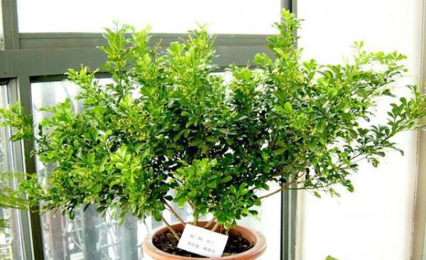 米兰花怎样养又粗又壮