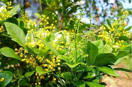 米兰花怎样养又粗又壮