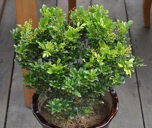 米兰花怎样养又粗又壮