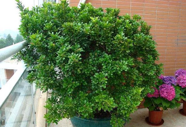 米兰花怎样养又粗又壮
